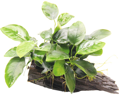 Akvarieväxt på rotved