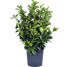 Lagerhägg FLORASELF Prunus laurocerasus Etna® 80-100 cm co 15L-thumb-3