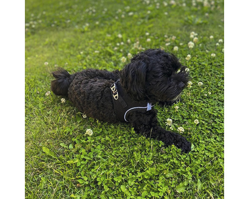 En svart hund med sele ligger i gräset