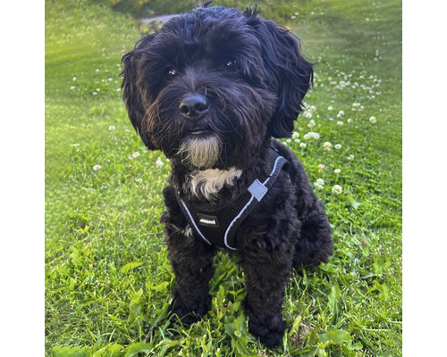 Svart hund med sele på en gräsmatta