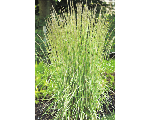 Brokbladigt tuvrör OMNIA GARDEN Calamagrostis x acutiflora 'Overdam' 2-pack