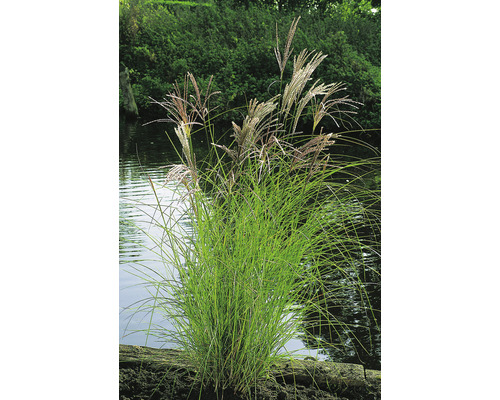 Glansmiskantus OMNIA GARDEN Miscanthus sinensis 'Kleine Silberspinne' 4-pack