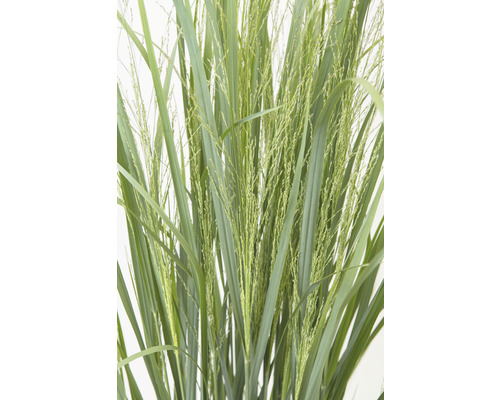 Närbild av kinagräs med blad och blomställningar