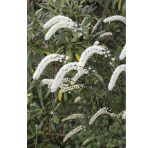 Höstsilverax OMNIA GARDEN Actaea simplex 'Brunette' 1-pack