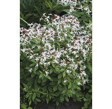 Gillenia OMNIA GARDEN Gillenia trifoliata 2-pack