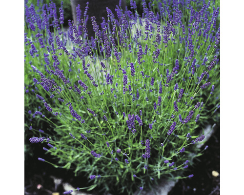 Lavendel OMNIA GARDEN Lavandula angustifolia 'Hidcote' 1-pack