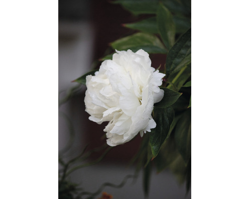 Närbild av en vit pion med gröna blad