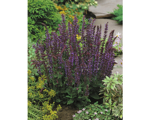 Stäppsalvia 'Ostfriesland' OMNIA GARDEN Salvia nemorosa 'Ostfriesland' 1-pack Salviaplanta i trädgårdsrabatten