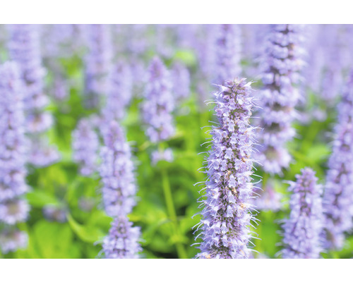 Närbild av Agastache blommor i trädgårdsrabatten