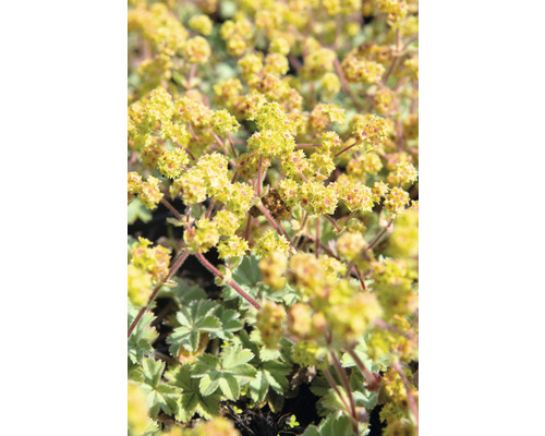 Daggkåpa växt med gula blommor