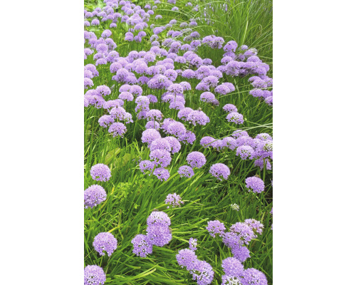 Blommande prydnadslökplantor i trädgården