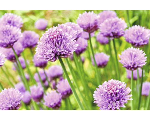 Gräslöksblommor i en trädgårdsbädd