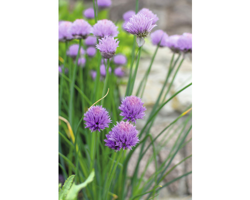 Trädgårdskantlök OMNIA GARDEN Allium 'Millenium' 6-pack