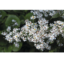 Vit skogsaster OMNIA GARDEN Eurybia divaricata 6-pack
