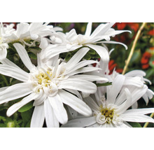Vit skogsaster OMNIA GARDEN Eurybia divaricata 6-pack