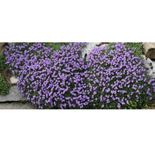 Aubrietia OMNIA GARDEN Aubrieta x cultorum 'Blaumeise' 6-pack