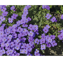 Aubrietia OMNIA GARDEN Aubrieta x cultorum 'Blaumeise' 6-pack