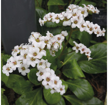 Hjärtbergenia 'Bressingham White' OMNIA GARDEN Bergenia 'Bressingham White' 6-pack