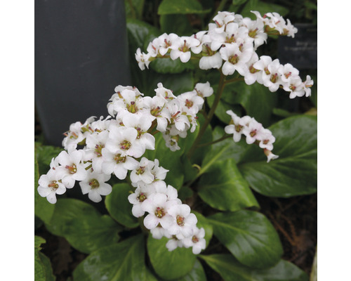 Blommande bergenia med vita blommor och gröna blad