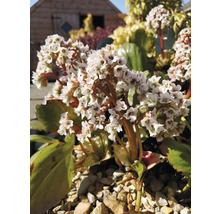 Hjärtbergenia 'Bressingham White' OMNIA GARDEN Bergenia 'Bressingham White' 6-pack