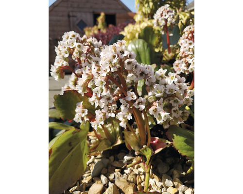 Hjärtbergenia 'Bressingham White' OMNIA GARDEN Bergenia 'Bressingham White' 6-pack