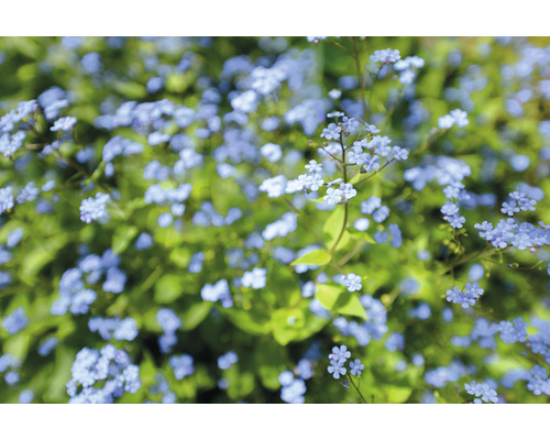 Kaukasisk förgätmigej OMNIA GARDEN Brunnera macrophylla 'Jack Frost' 6-pack Närbild av blå förgätmigejblommor i trädgården.