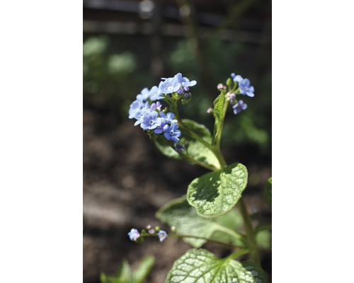 Förgätmigej växt med blå blomställning och gröna blad