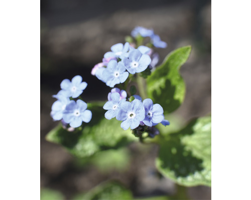 Förgätmigejblommor med gröna blad