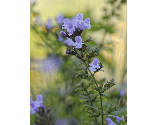 Närbild av en blommande kattmynta växt i trädgården