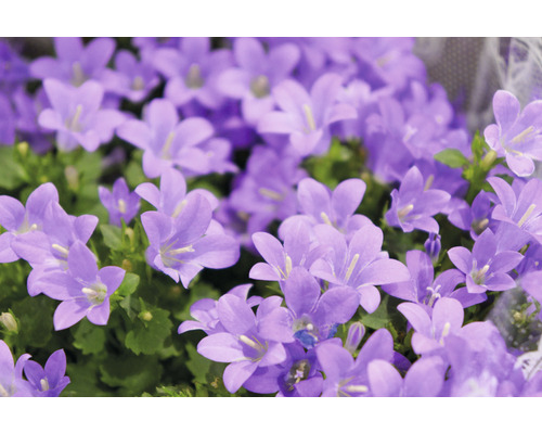 Närbild av blåklockor med gröna blad