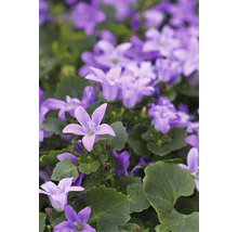 Blomställning med Campanula portenschlagiana blommor och gröna blad