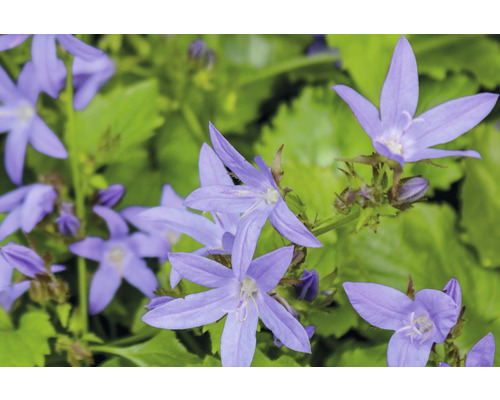 Närbild av blåklockor i trädgården