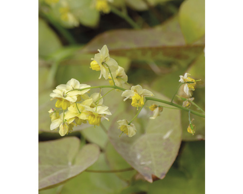 Sockblomma med gula blommor och hjärtformade blad