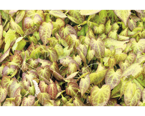 Taggig sockblomma OMNIA GARDEN Epimedium x perralchicum 'Frohnleiten' 6-pack Sockblomma med hjärtformade blad i detalj