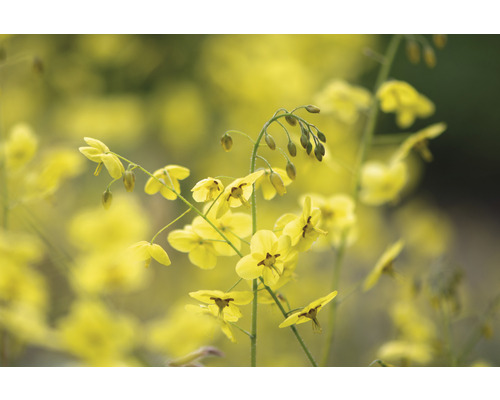 Gula älvblommor i trädgården