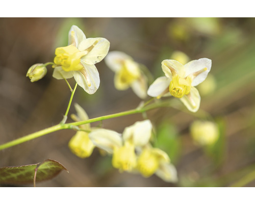 Sockblomma med gula blommor