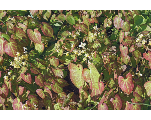 Blekgul sockblomma OMNIA GARDEN Epimedium x versicolor 'Sulphureum' 3-pack Sockblomma med hjärtformade blad och små blommor