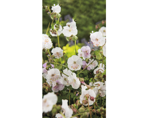 Närbild av vita nävblommor i trädgården.