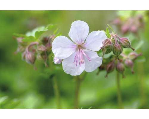 Liten flocknäva OMNIA GARDEN Geranium x cantabrigiense 'St Ola' 15-pack Närbild av en enda näva blomma
