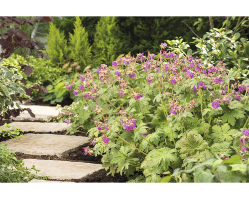 Flocknäva OMNIA GARDEN Geranium macrorrhizum 'Ingwersen's Variety' 6-pack Trädgård med blommande nävor och stig av stenplattor