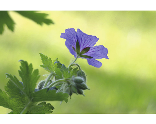 Enkel blå Geraniumblomma med gröna blad