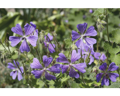Närbild av lila näveblommor