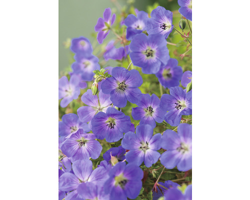 Närbild av blåa näveblommor.