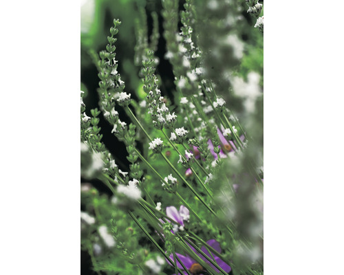 Lavendel OMNIA GARDEN Lavandula angustifolia 'Edelweiss' 6-pack