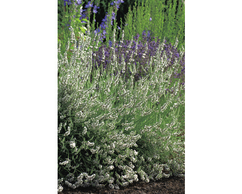 Lavendelväxt i trädgårdsrabatt