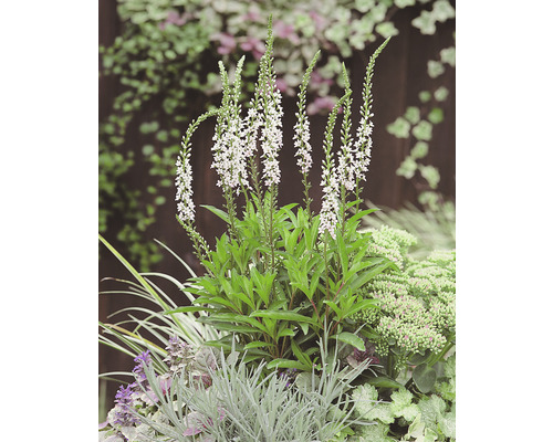 Bild av Veronica longifolia First Glory i en trädgård.