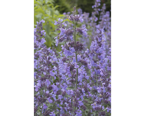 Närbild av blommande kattmynta i trädgården