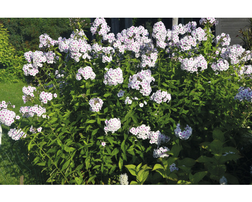 Höstflox OMNIA GARDEN Phlox paniculata 'Ingeborg från Nybro' 3-pack