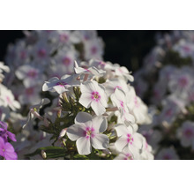 Närbild av floxblommor