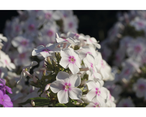 Närbild av floxblommor